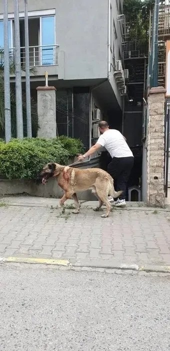 Başıboş köpek dehşeti! 'Kafamı ısırdı, gözümü kaybettim'